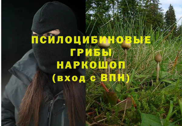 сатива Каменногорск